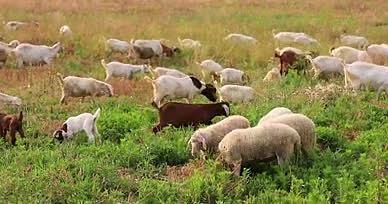实拍4k羊群吃草视频的预览图